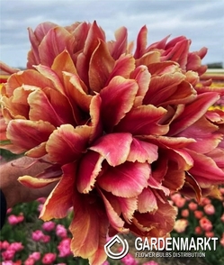Tulipan Pełny Callahan 5 szt.