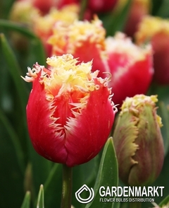 Tulipan nr 137 5 szt.