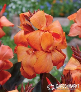 Canna-Kanna Panache Black 1 szt.