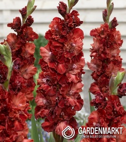 Gladiolus-Mieczyk Wielkokwiatowy Capuccino 5 szt.