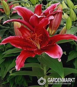 Lilia Orientalna Red Flash 1 szt.