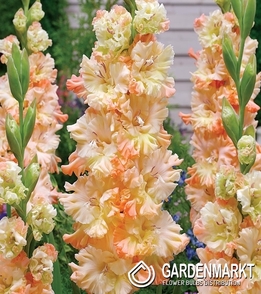 Gladiolus-Mieczyk Wielkokwiatowy The Great Queen Elisabeth 5 szt.