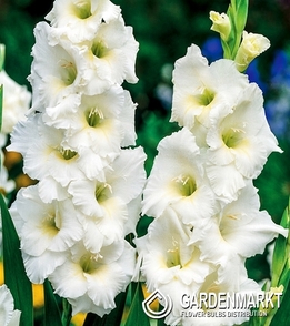 Gladiolus-Mieczyk Wielkokwiatowy Nova Zembla 5 szt.