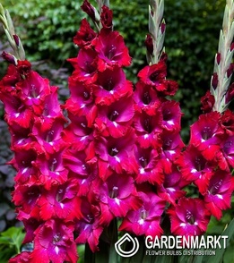 Gladiolus-Mieczyk Wielkokwiatowy Adele 5 szt.