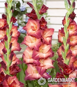 Gladiolus-Mieczyk Wielkokwiatowy Ocaso 5 szt.