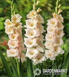 Gladiolus-Mieczyk Wielkokwiatowy Kremowy 100 szt.