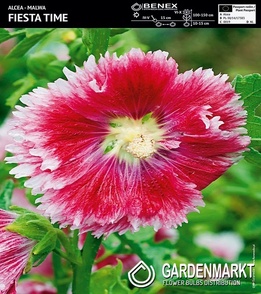 Alcea - Malwa Fiesta Time 1 szt.