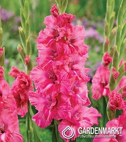 Gladiolus-Mieczyk Karbowany Kingstone Ruffle 5 szt.