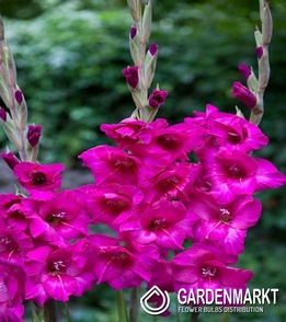 Gladiolus-Mieczyk Wielkokwiatowy Kenia 5 szt.