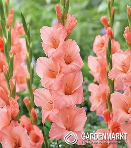 Gladiolus-Mieczyk Wielkokwiatowy Fortarosa 5 szt.