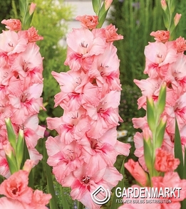 Gladiolus-Mieczyk Wielkokwiatowy Adrenalin 5 szt.