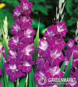 Gladiolus-Mieczyk Wielkokwiatowy Chemistry 5 szt.