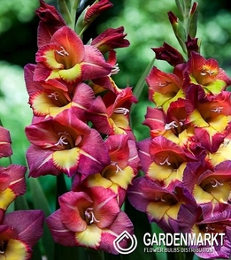 Gladiolus-Mieczyk Wielkokwiatowy Michelle 5 szt.