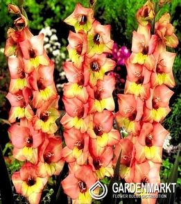 Gladiolus-Mieczyk Wielkokwiatowy Sabor 5 szt.