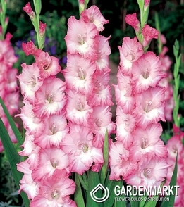 Gladiolus-Mieczyk Wielkokwiatowy Mr Sandman 5 szt.