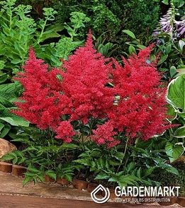 Astilbe Tawułka Glut 1 szt.