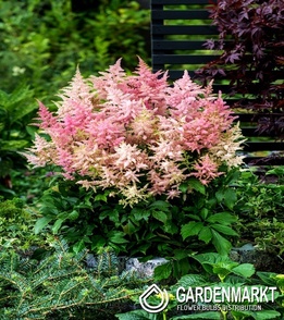 Astilbe Tawułka Europa 1 szt.