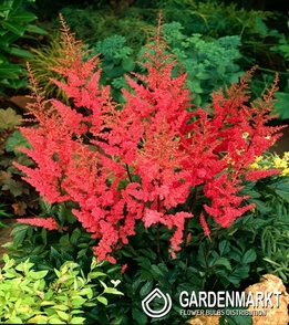 Astilbe Tawułka Granat 1 szt.