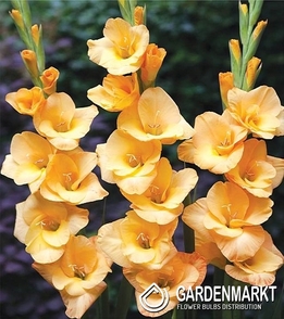Gladiolus-Mieczyk Wielkokwiatowy Bunga 5 szt.