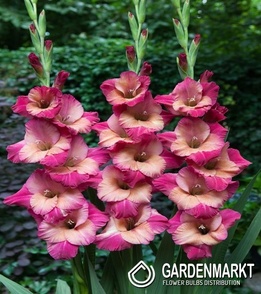 Gladiolus-Mieczyk Wielkokwiatowy Apricot Bubblegum 5 szt.