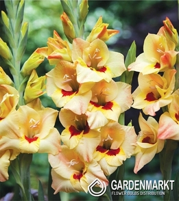 Gladiolus-Mieczyk Wielkokwiatowy Louise 5 szt.