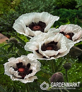 Papaver Orientale Mak Perry's White 1 szt.
