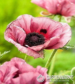 Papaver Mak Pink Perfectrion 1 szt.