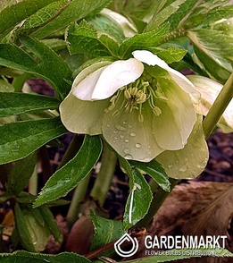 Helleborus Ciemiernik White Lady 1 szt.