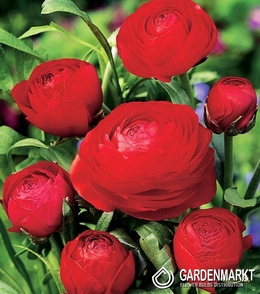 Ranunculus - Jaskier Czerwony 5 szt.