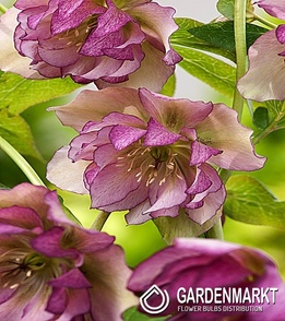 Helleborus Ciemiernik Dubbel Ellen Picotee 1 szt.