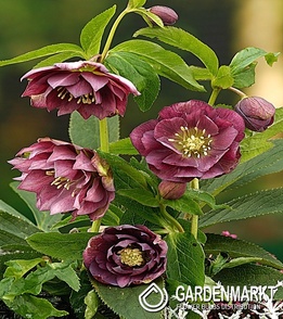 Helleborus Ciemiernik Dubbel Ellen Paars 1 szt.