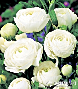 Ranunculus - Jaskier Biały 5 szt.