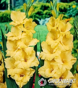 Gladiolus-Mieczyk Wielkokwiatowy Bono 5 szt.
