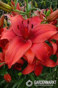 Lilia Azjatycka Red Highland 1 szt.