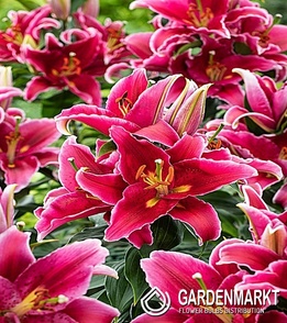 Lilia orientalna Sumatra 1 szt.