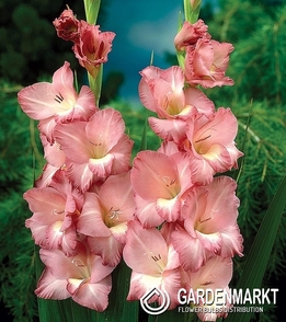 Gladiolus-Mieczyk Wielkokwiatowy Smokey 5 szt.