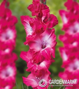 Gladiolus-Mieczyk Wielkokwiatowy Evident 5 szt.