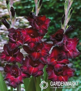 Gladiolus-Mieczyk Wielkokwiatowy Black Sea 5 szt.