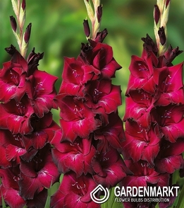 Gladiolus-Mieczyk Wielkokwiatowy Mahler 5 szt.