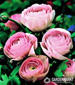 Ranunculus - Jaskier Różowy 5 szt.