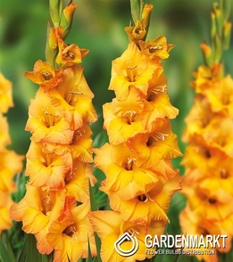 Gladiolus-Mieczyk Wielkokwiatowy Rusty Chesnut 5 szt.