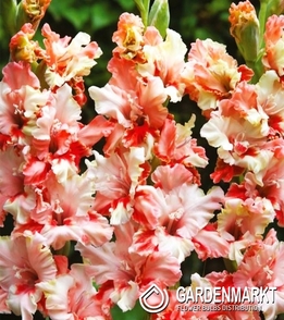 Gladiolus-Mieczyk Wielkokwiatowy Mindset 5 szt.