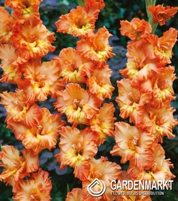 Gladiolus-Mieczyk Wielkokwiatowy Coral Crush 5 szt.