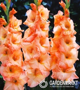 Gladiolus-Mieczyk Wielkokwiatowy Donatella 5 szt.