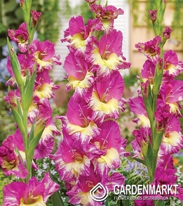 Gladiolus-Mieczyk Wielkokwiatowy Extravert 5 szt.