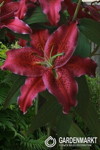 Lilia Orientalna Gomera 1 szt.
