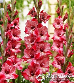 Gladiolus-Mieczyk Wielkokwiatowy Strawberry Swirl 5 szt.