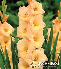 Gladiolus-Mieczyk Wielkokwiatowy Esta Bonita 5 szt.