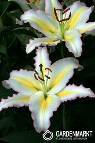 Lilia Orientalna Primrose Hill 1 szt.