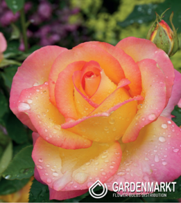 Róża Wielkokwiatowa Różowo-Kremowa 1 szt